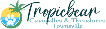 Tropicbear Cavoodles & Theodores, Townsville